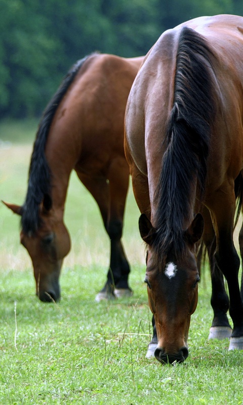 Время пощипать травку обои
