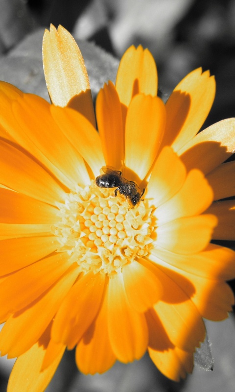 Оса на цветке обои