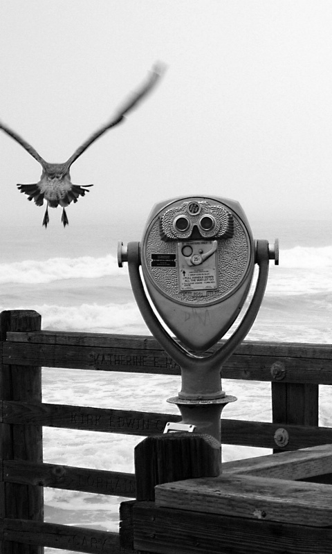 Чайки на перилах пирса обои