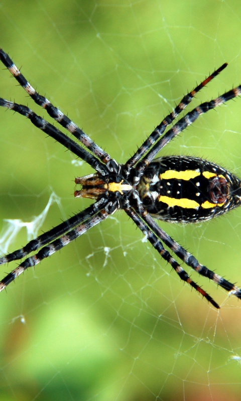 Огромный паук обои