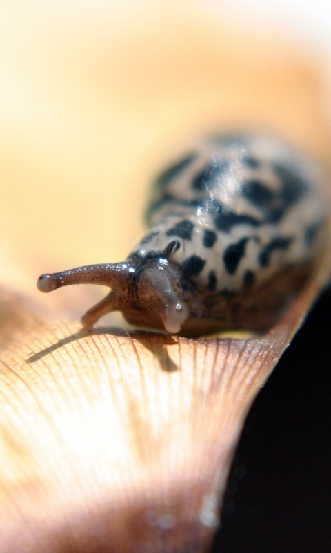 Ползущая улитка обои