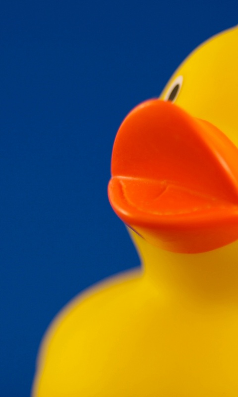 Резиновый утенок обои