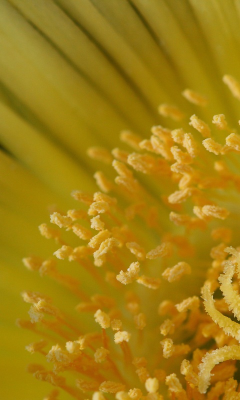 Желтый цветок обои