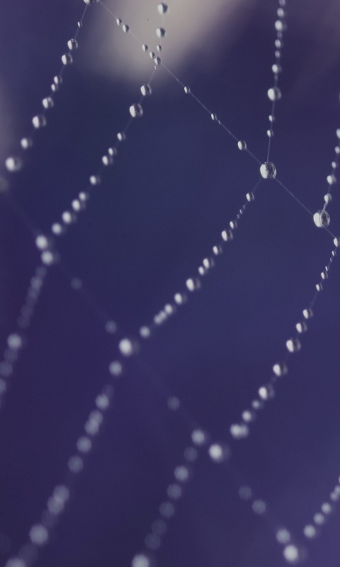 Паучья сеть обои