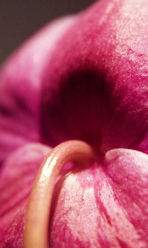 Розовый стебель обои