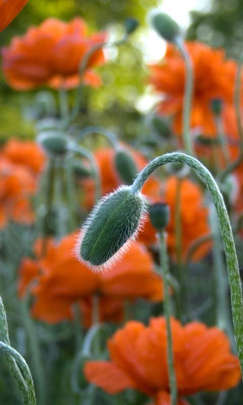 Бутон среди цветов обои