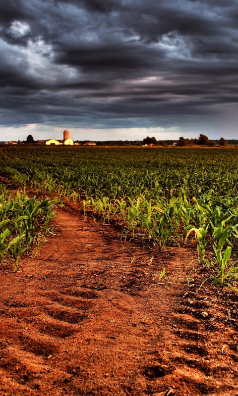 Кукурузное поле у фермы обои