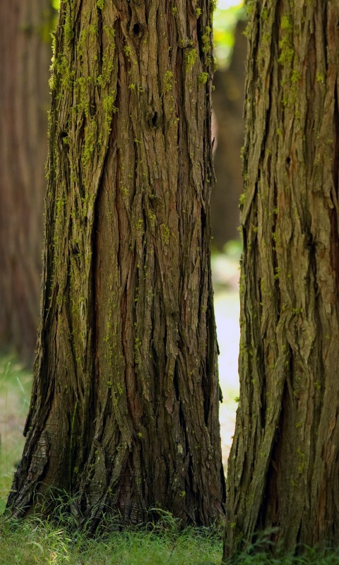 Стволы деревьев  обои