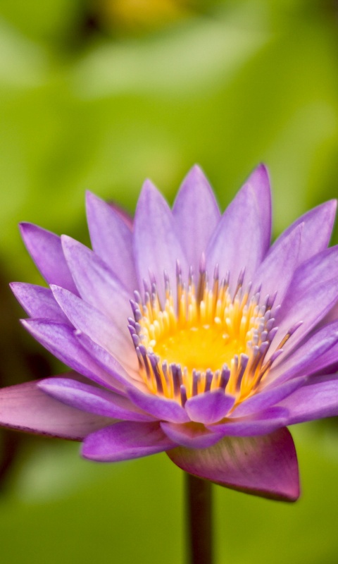 Фиолетовый цветок обои