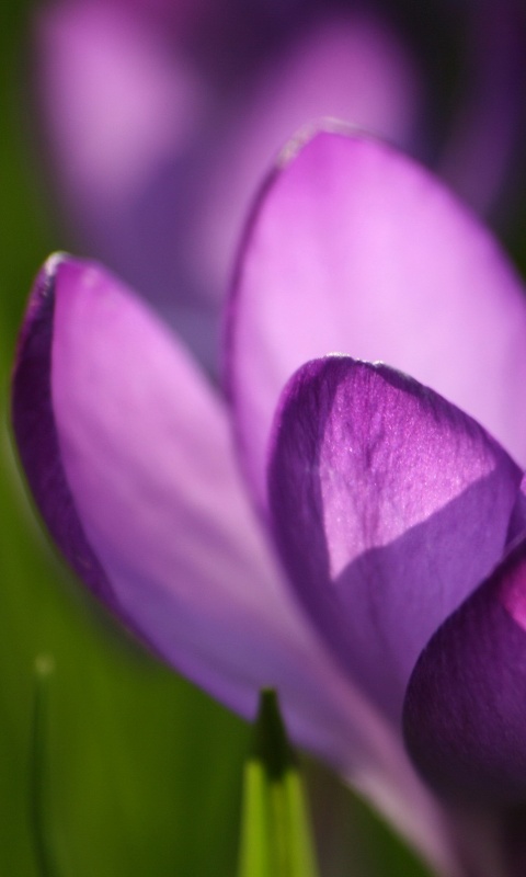 Фиолетовый крокус обои
