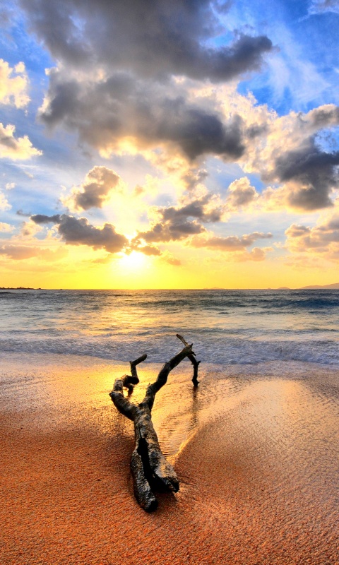 Коряга на пляже обои