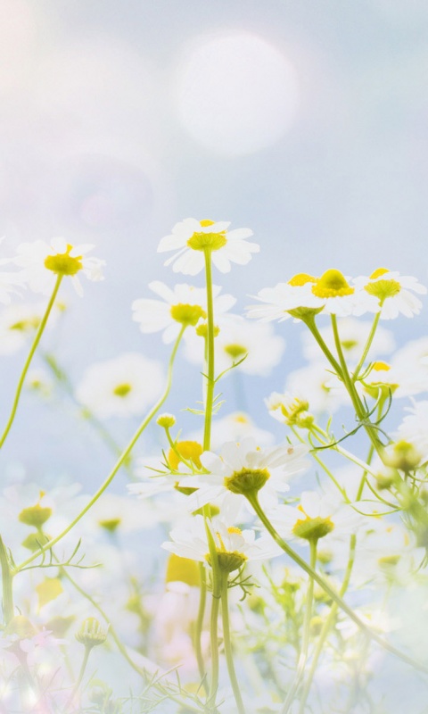 Цветочное лето обои