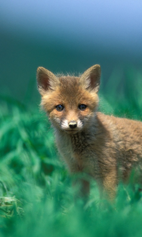 Удивлённый лисёнок обои