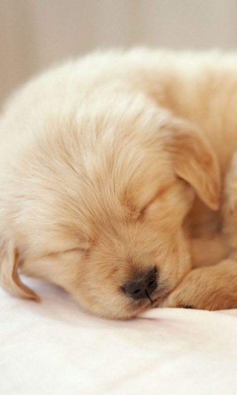 Спящий щенок обои