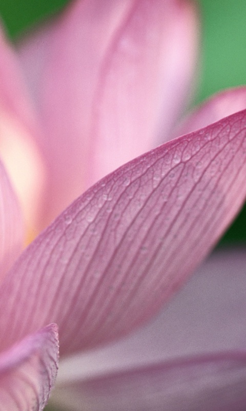 Лепестки цветов обои