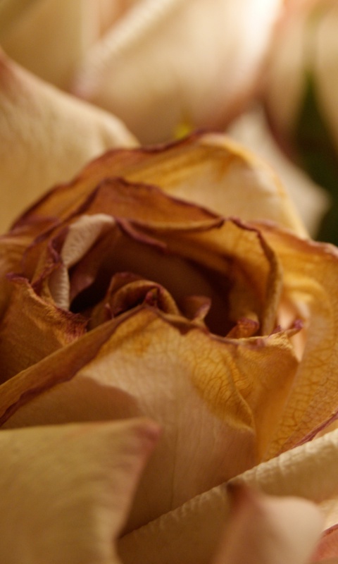 Увядающая роза обои