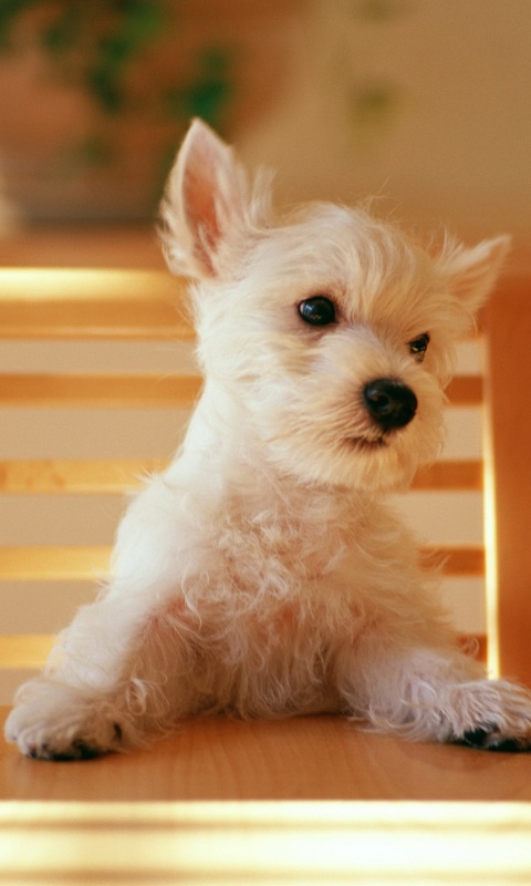 Щенок на стуле обои