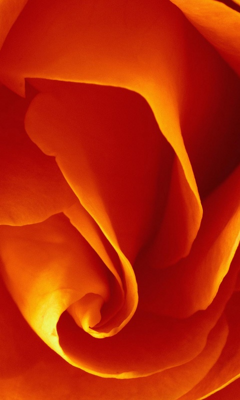 Макро фотка бутона обои