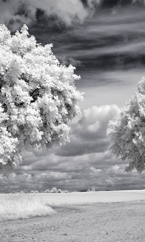 Деревья в цвету обои