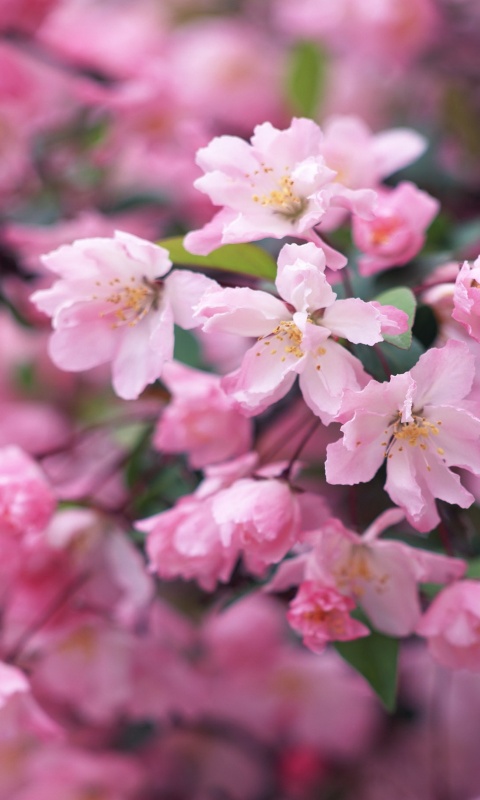 Весенние цветы обои