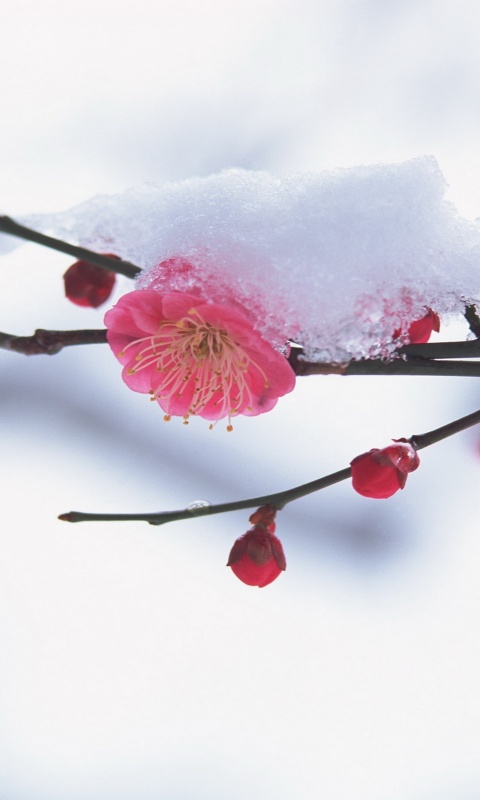 Цветы под снегом обои