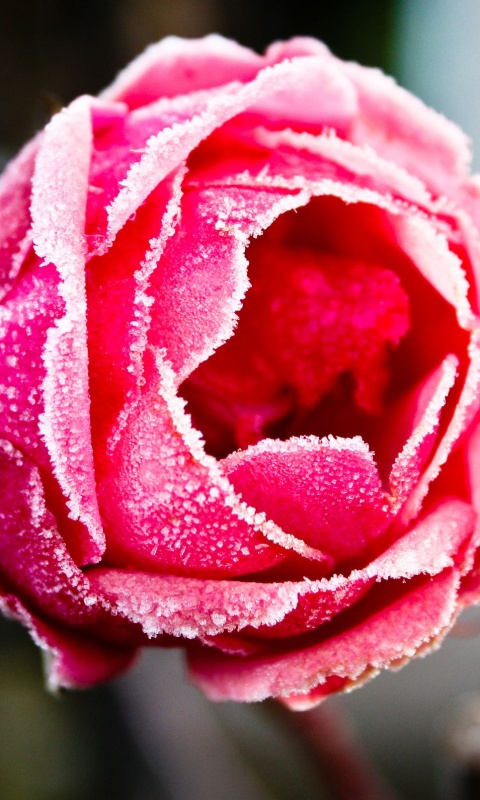 Роза в иние обои