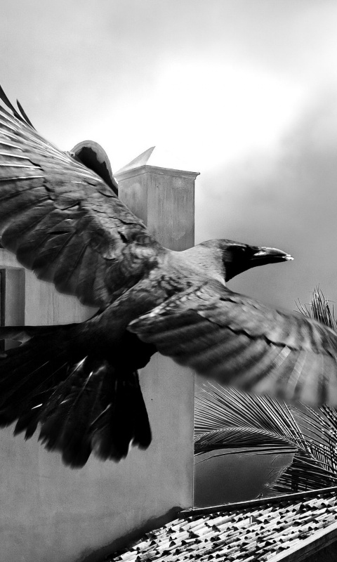 Полёт ворона обои