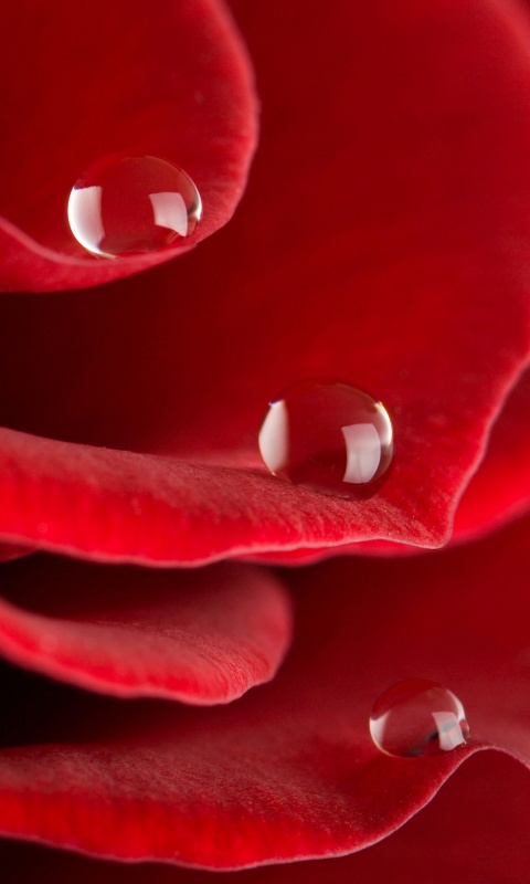 Капли росы на лепестках розы обои