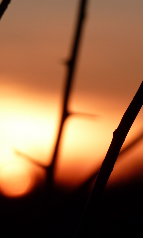 Закат солнца в поле обои