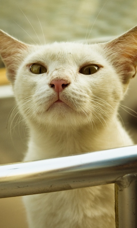 Настороженно принюхивающийся кот обои