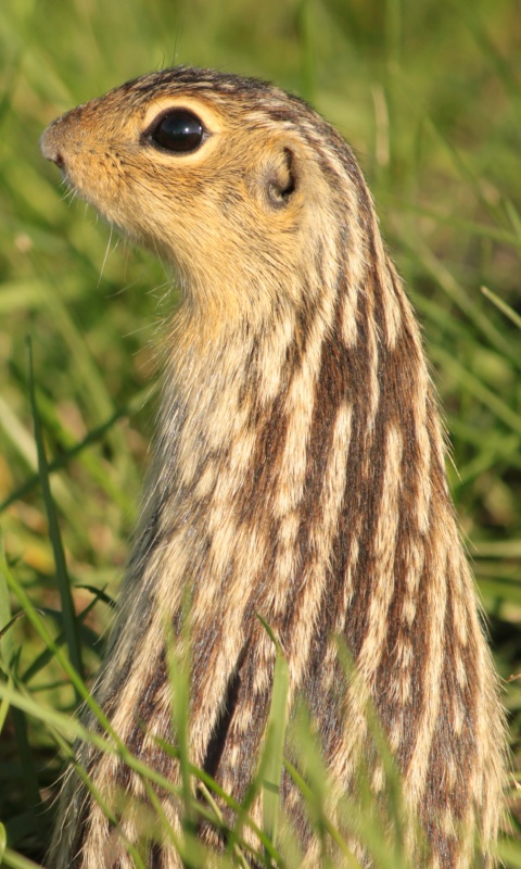Сурок в стойке обои