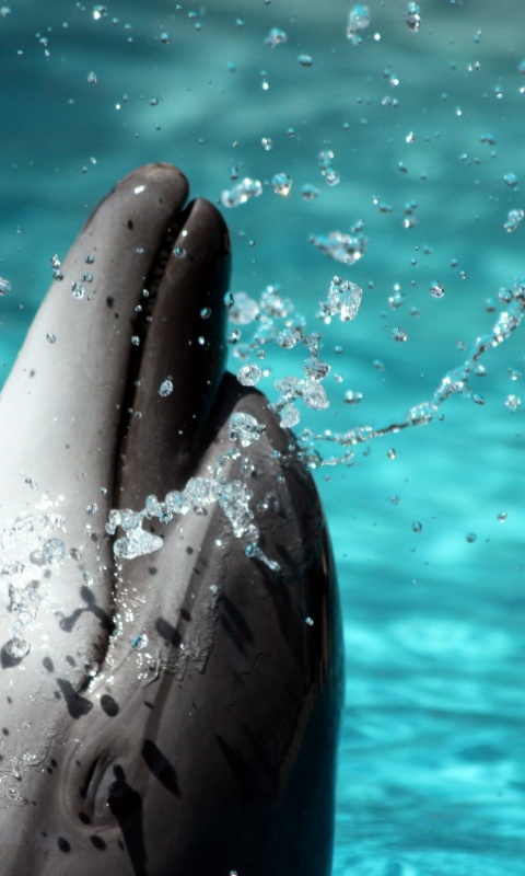 Дельфин обои