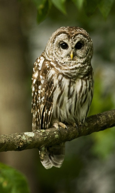 Сова на ветке обои