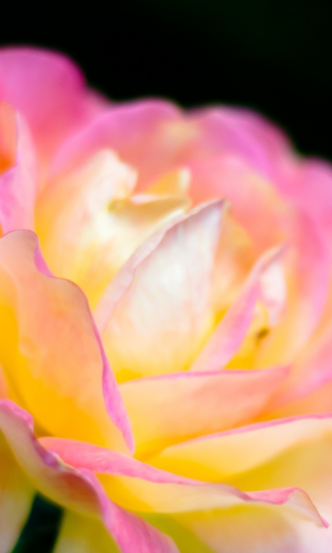 Картинка с нежным розовым цветком обои