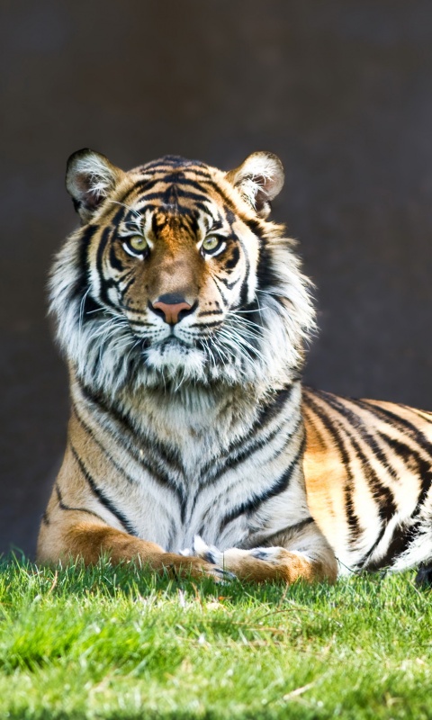 Величественный тигр обои