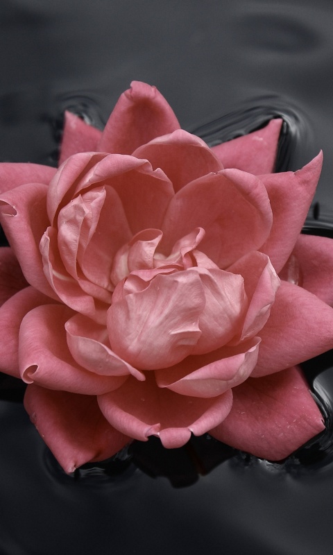 Красивый цветок на воде обои