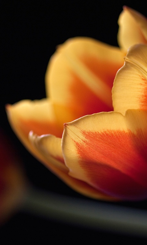 Тюльпаны в темноте обои