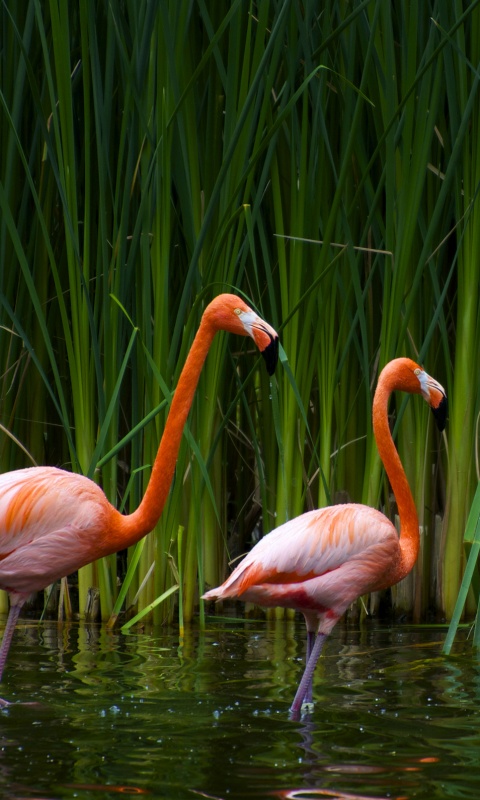 Красивые розовые фламинго на озере обои