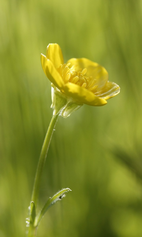 Маленький жёлтый цветочек обои
