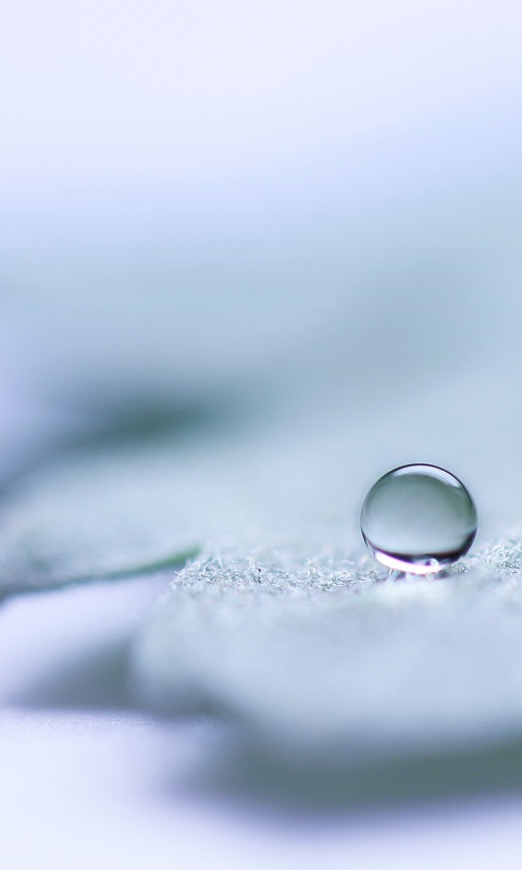 Капля на замёрзжем листе обои