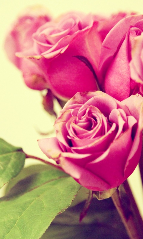 Букет розовых роз обои