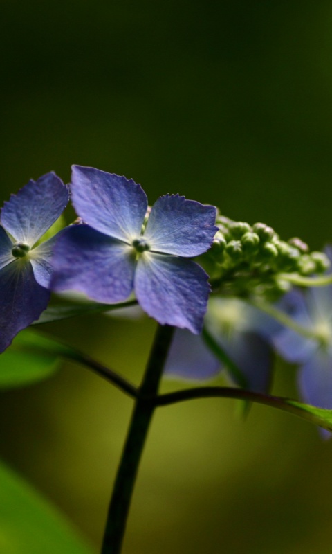 Нежно-синие цветы обои