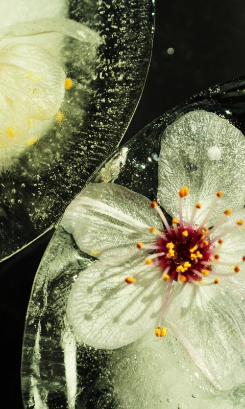 Цветы вишни во льду обои