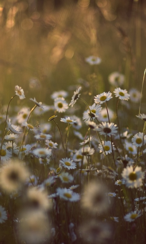 Поле ромашек обои