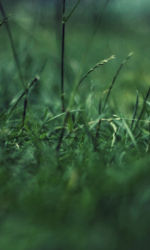 Трава в макро режиме обои