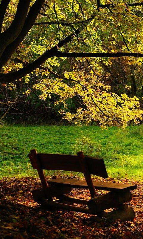 Скамейка под деревом обои