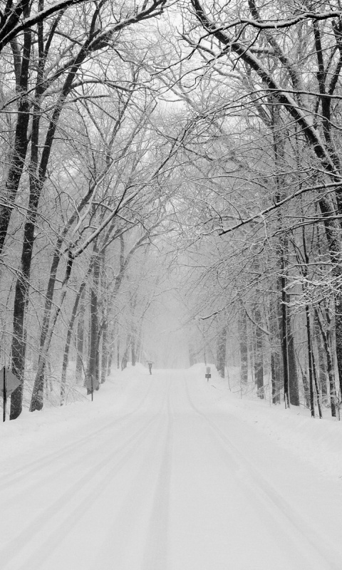 Дорога зимой в парке обои