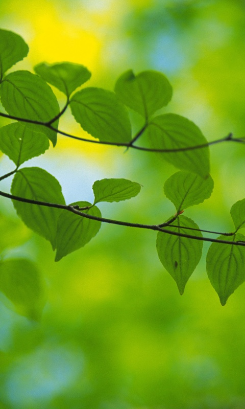 Ветка яркой зелени обои