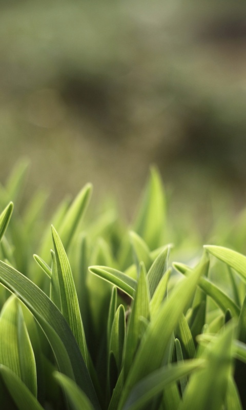 Сочная нежная трава обои
