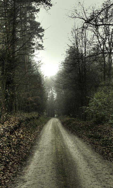 Лесная дорога обои